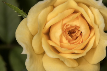 Rose Bud close up - Flower Bud macro