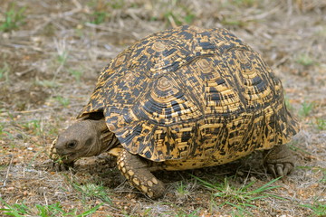 tortue léopard, Afrique du Sud