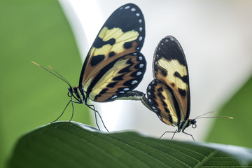 copulating butterflies extreme close up - copulating butterflies macro photo