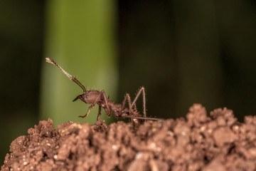 ant in the nest entrance extreme close up - ant in the nest entrance macro photo