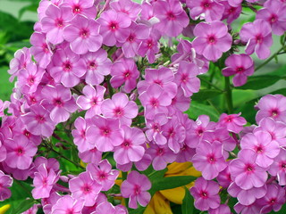 beautiful cluster of vibrant pink phlox flowers