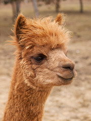 Head of lama guanaco