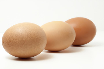eggs