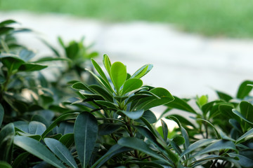 Fresh green leaves background