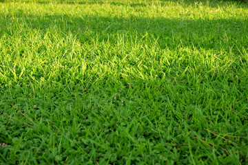 Obraz premium Green grass background