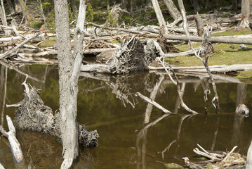 Argentina - Ushuaia - Tierra del Fuego - Damage To The Environment And Forests