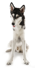 Siberian Husky sitting, isolated on white