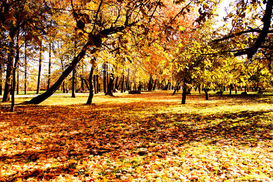 Autumn. Fall. Autumnal Park. Autumn Trees and Leaves