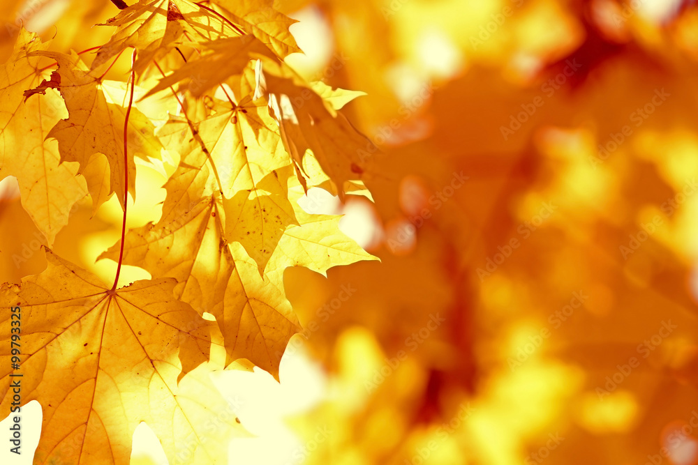 Canvas Prints golden autumn leaves background, close up