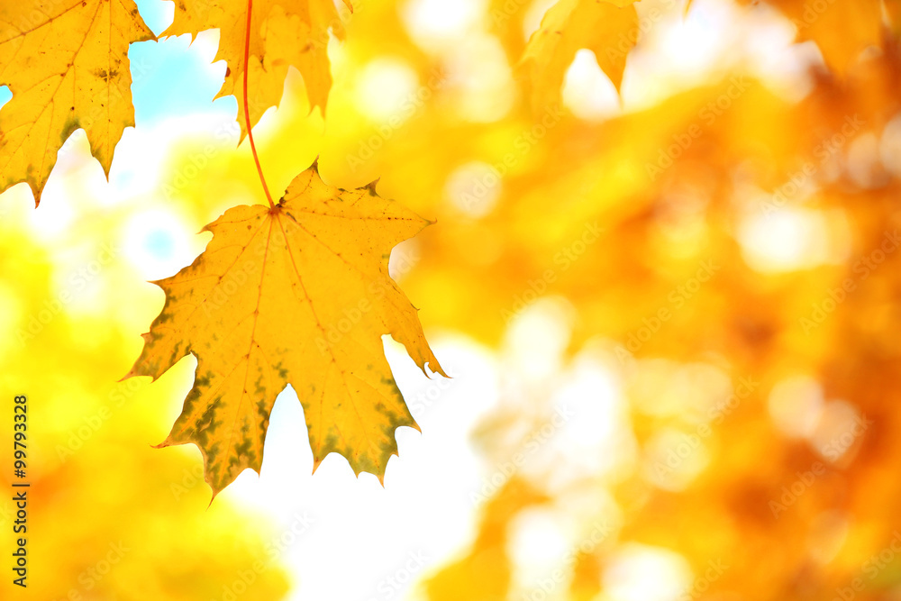 Wall mural golden autumn leaves, close up