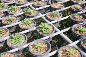 Transplanted seedlings in a nursery potted into flowerpots for r