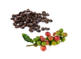 coffee berry and coffee beans on white background