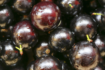 jaboticaba fruit