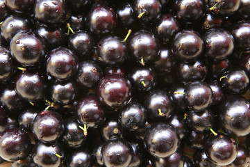 jaboticaba fruit