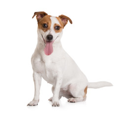 jack russell terrier dog sitting on white - obrazy, fototapety, plakaty