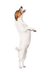 jack russell terrier dog begging © otsphoto