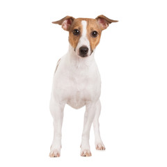 adorable jack russell terrier dog on white