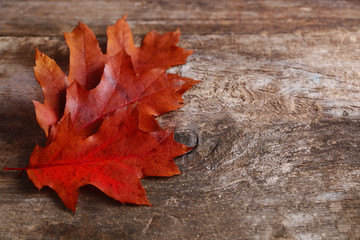 Oak leaves on wooden background, close up