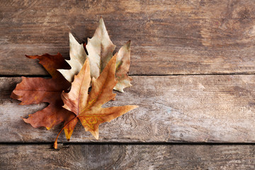 Naklejka na ściany i meble Maple leaves on wooden background