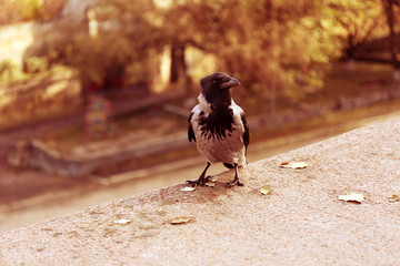 Crow in a park, closeup