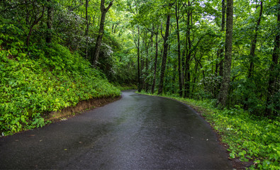 Fototapeta na wymiar Winding Mountain Road. A one lane winding mountain road through the lush forest of the Great Smoky Mountains after a summer rain. 