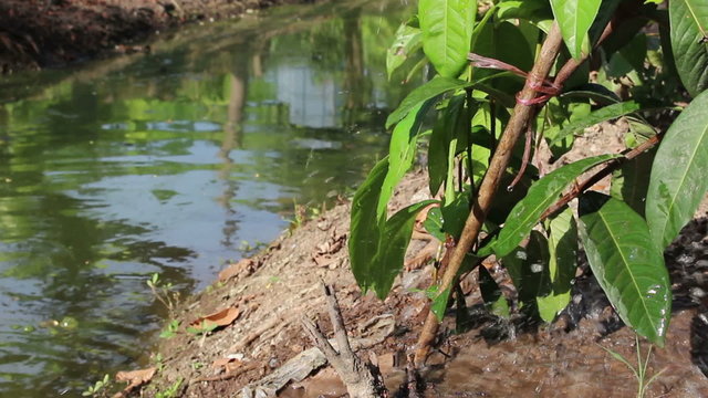 watering tree with watering pot