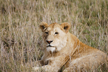 Lioness - Ngorongoro Crater - Tanzania