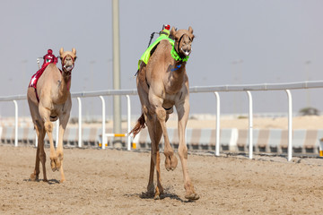 Racing camels in Qatar