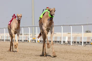 Papier Peint photo autocollant Chameau Course de chameaux au Qatar