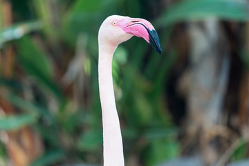 Neck, head and beak of a flamingo