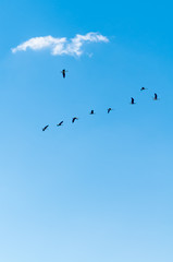 Außergewöhnliche Fluggesellschaft, Mitfluggelegenheit, Freiheit, Wolkenbilder, Mobilität, Leichtigkeit, richtungsweisend