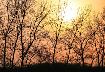 Silhouettes of trees on sunset background
