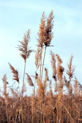 Fototapeta premium Dry reed. Abstract natural background.
