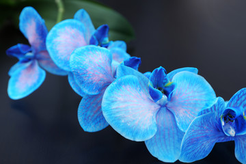 Beautiful blue orchid flowers on black background, close up