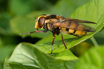 Volucella inanis hoverfly. A large hoverfly in the family Syrphidae, and a mimic of the hornet
