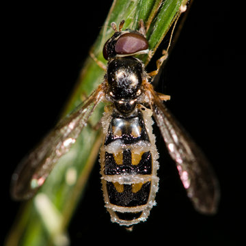 Hoverfly infected with Entomophthora muscae. A hoverfly has become a food source for a fungus. The fungus shows itself as the white masses visible between the tergites.
