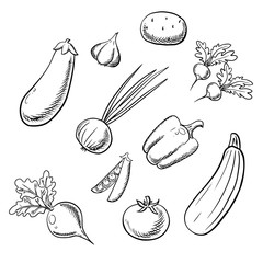 Organic fresh farm vegetables sketch icons