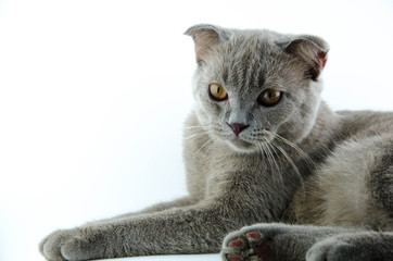 Cat on a white background