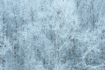 Winter forest. Snow-covered background.