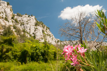Flowered oleander tree and the canyon of Cavagrande valley, Sicily