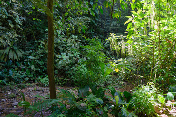 Obraz premium Costa Rica forest