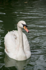 Obraz premium hermoso cisne blanco