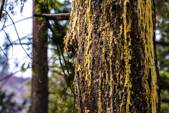 pine tree closeup view of trunk with moss and sap