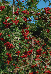 rowan tree