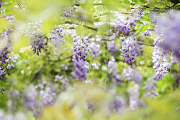 Obraz premium Wisteria floribunda with nice color and background