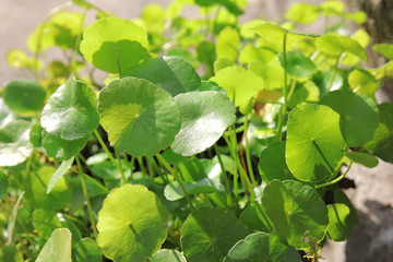 water pennywort