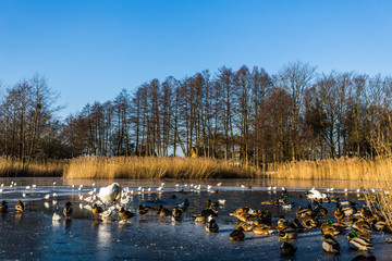 vögel im winter