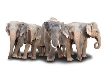 group of asia elephant