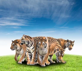 Papier Peint photo Lavable Tigre group of bengal tiger