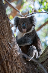 koala in tree